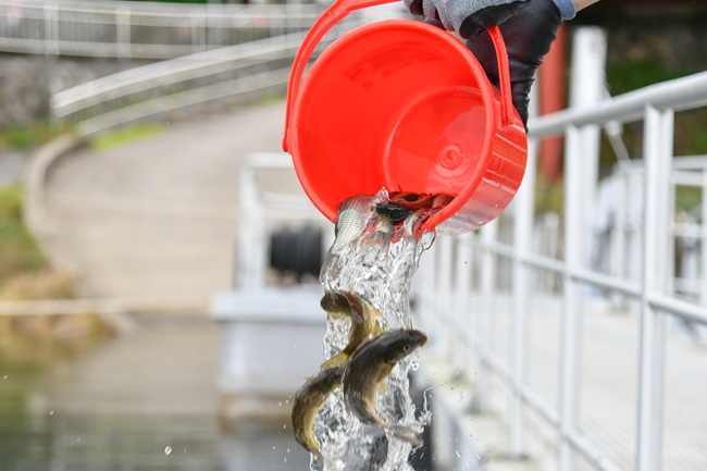 ▲ 붕어와 잉어 치어 약 19만마리가 방류됐다. ⓒ화천군