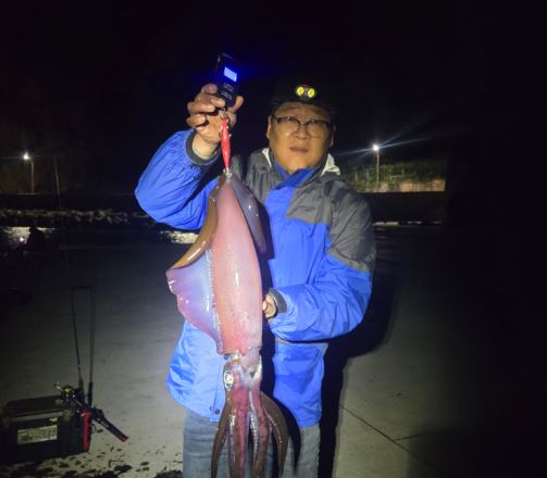 ▲ 23일 오후 8시께 울릉군 서면 남양 한전상판서 2.8kg에 육박하는 대물 몬스터 무늬오징어가 잡혀 화제를 낳고 있다.ⓒ독자제공