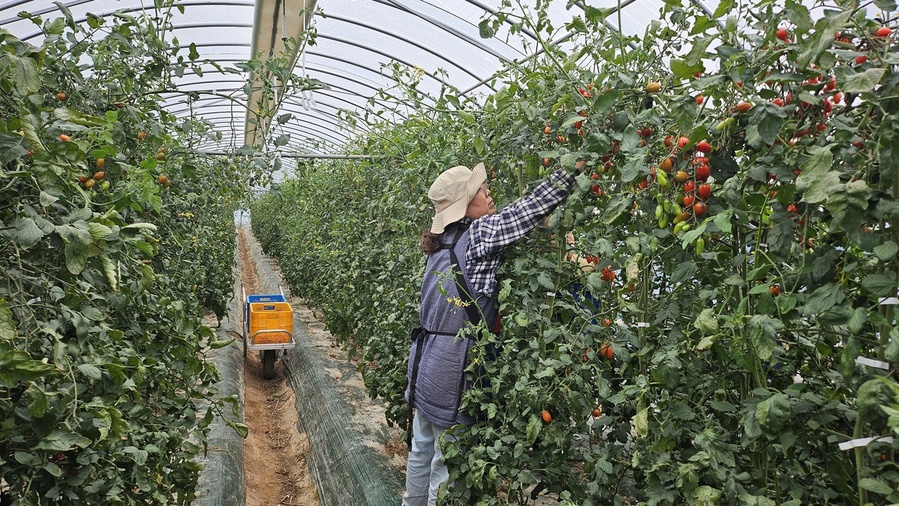 ▲ 시설방울토마토.ⓒ경북도