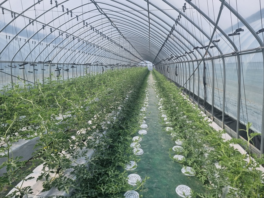 ▲ 시설수박.ⓒ경북도