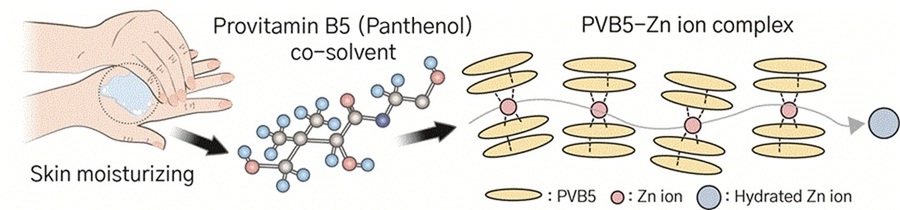 ▲ 판테놀(프로비타민 B5) 분자 구조와 프로비타민 B5-아연 이온 복합체를 나타낸 모식도.ⓒ고려대