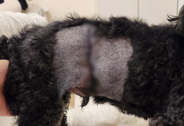 ▲ 지난 7월 21일 수원시 장안구 소재 B 반려견유치원에서 진돗개에게 물려 봉합수술을 받은 푸들. ⓒ견주 제공 ▲ 지난 7월 21일 수원시 장안구 소재 B 반려견유치원에서 진돗개에게 물려 봉합수술을 받은 푸들. ⓒ견주 제공