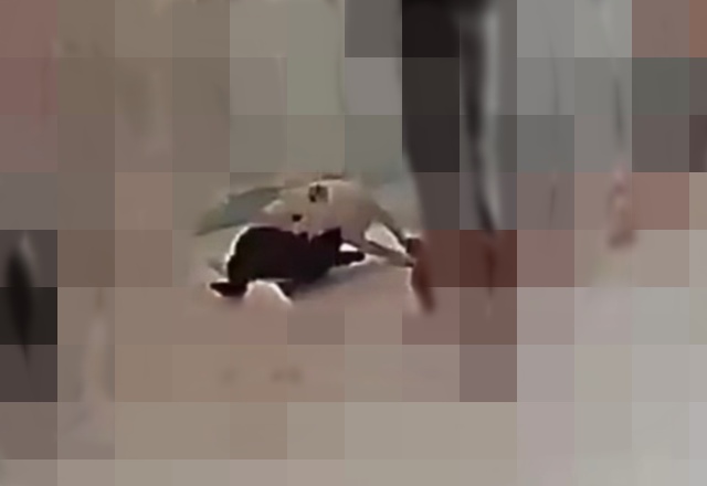 ▲ 지난 7월 21일 수원시 장안구 소재 B 반려견유치원에서 진돗개가 푸들을 무는 장면 CCTV 캡쳐. ⓒ견주 제공 ▲ 지난 7월 21일 수원시 장안구 소재 B 반려견유치원에서 진돗개가 푸들을 무는 장면 CCTV 캡쳐. ⓒ견주 제공