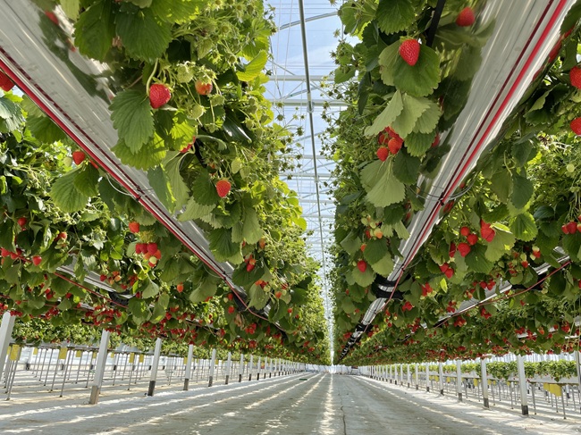 ▲ 강릉시가 지역 대표 소득 작목인 겨울딸기의 고품질 생산기반 확충을 위해 첨단 육묘시설 구축에 본격 착수한다. ⓒ강릉시 ▲ 강릉시가 지역 대표 소득 작목인 겨울딸기의 고품질 생산기반 확충을 위해 첨단 육묘시설 구축에 본격 착수한다. ⓒ강릉시