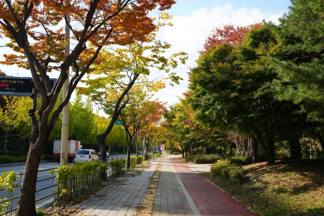 ▲ 국도1호선 가로숲길 전경ⓒ평택시 제공 ▲ 국도1호선 가로숲길 전경ⓒ평택시 제공