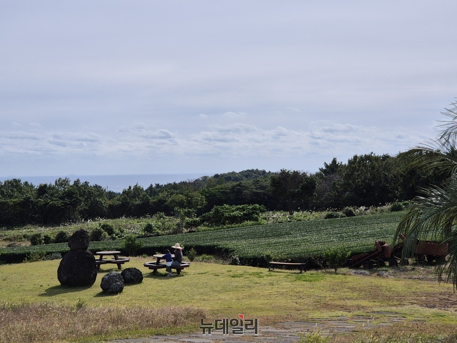 ▲ 팝업 스토어 외에도 수망다원 내 광활한 녹차밭을 둘러볼 수 있다.ⓒ조현우 기자
