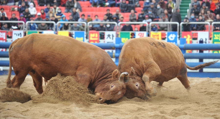 ▲ 청도군(군수 김하수)은 오는 11월 5일부터 9일까지 5일간 청도소싸움경기장에서 2025년 청도군 전국 민속 소싸움대회를 개최한다.ⓒ청도군