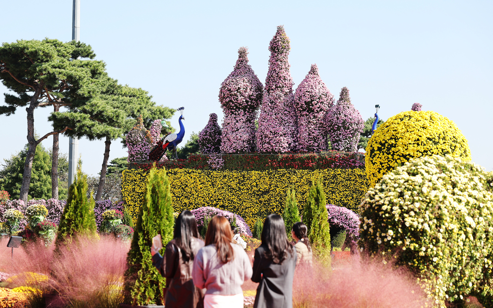 ▲ 2025 대한민국 국향대전 국화 만개 전경ⓒ함평군 제공