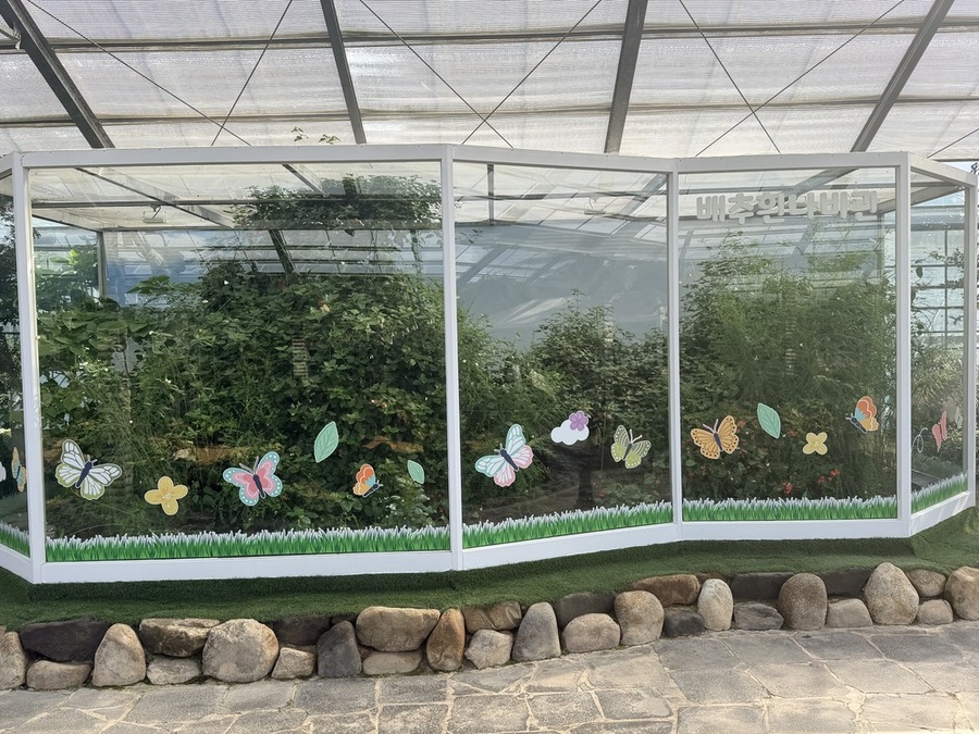 ▲ 함평군 ‘2025 대한민국 국향대전’ 자연생태관 내 배추흰나비관 전경 및 전시관 내 나비ⓒ함평군 제공