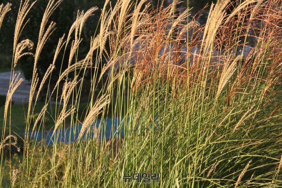 ▲ 11월의 첫 출근길인 3일, 계룡 등 충청권 등의 아침은 영하 3.5도의 찬 공기로 맞이했다. 가을 단풍의 빛깔이 채 바래기도 전에, 계절은 성급히 겨울로 몸을 기울인다. 한겨울을 예고하듯 찬 서리 속에서도, 햇살을 머금은 갈대밭이 고요한 아름다움을 전하고 있다.ⓒ김정원 기자