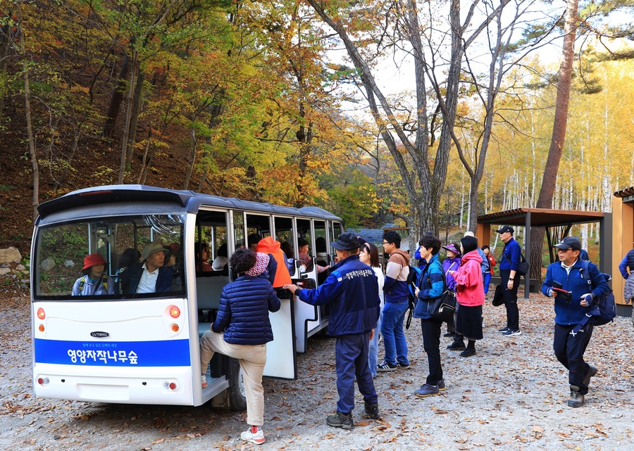 ▲ 영양군(군수 오도창) ‘영양 자작나무숲’에는 지난 주말 행락객들의 발길이 끊이지 않았다.ⓒ영양군