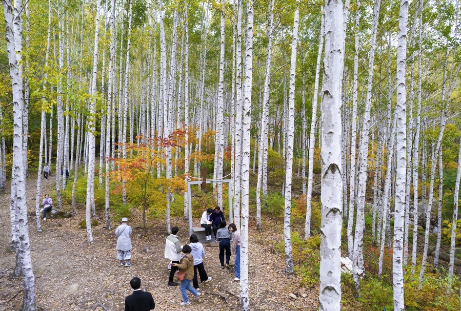 ▲ 등산로를 따라 전망대로 올라가면 고도 800m를 훌쩍 넘기는 높이에서 자작나무숲 일대를 조감할 수 있다.ⓒ영양군