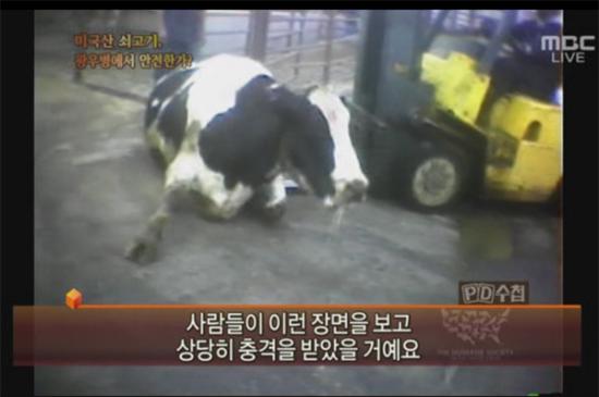 ▲ 2008년 4월 29일 방영된 MBC PD수첩 '긴급취재! 미국산 쇠고기, 과연 광우병에서 안전한가?' 방송 화면 캡처.