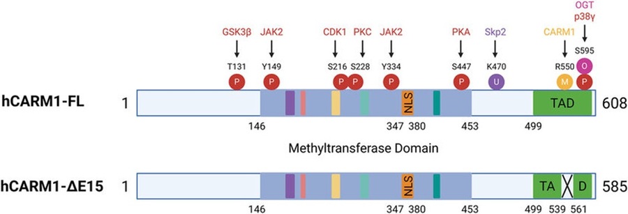 ▲ CARM1의 구조와 그것이 세포 내에서 어떻게 조절되는지를 도식화한 그림.ⓒ숙명여대