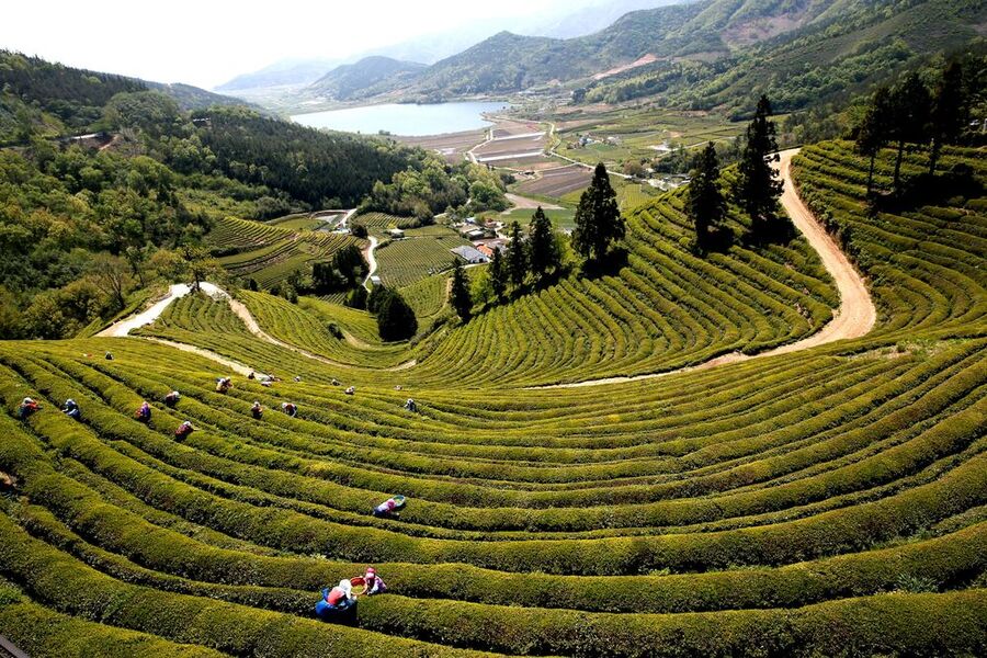 ▲ ‘보성녹차’ 2025 APEC 한중 정상회담 국빈 만찬에 올라_보성 계단식 차밭 전경.ⓒ보성군 제공
