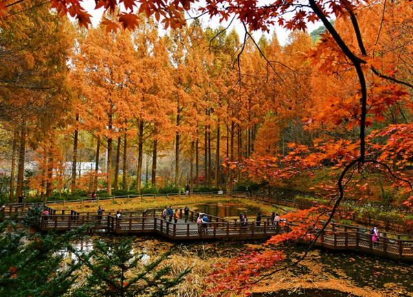 ▲ 장태산 휴양림 단풍철 교통 대책 한 달간 시행한다.ⓒ대전시