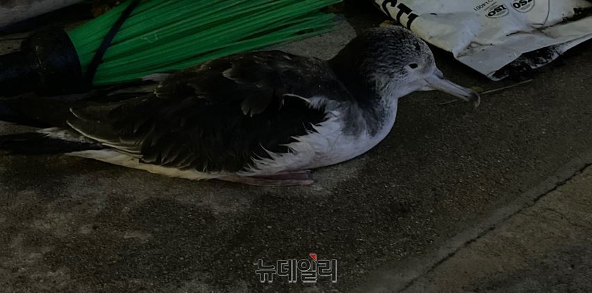 ▲ 최근 여름바다철새인 멸종위기 슴새가 울릉도 도심지서 한 주민에 의해 발견됐다.ⓒ독자제공