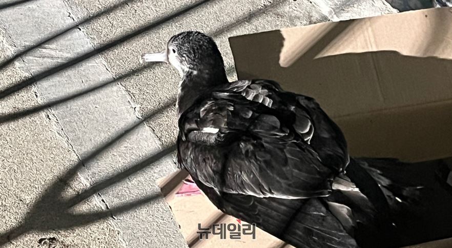 ▲ 두 마리의 슴새가 발견돼 출동한 119구조대에 무사히 구조됐다.ⓒ독자제공