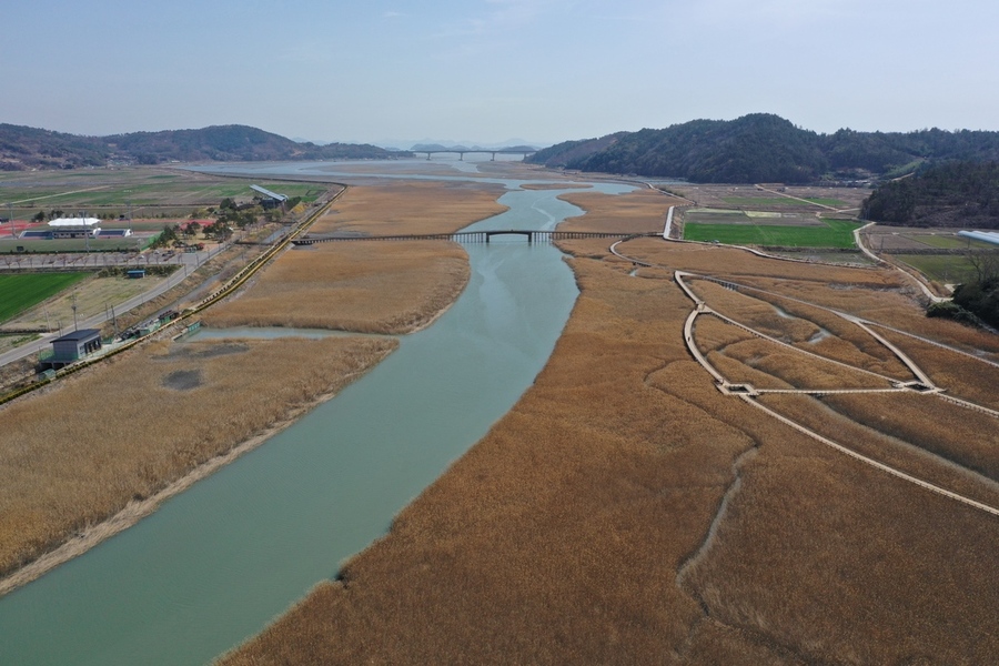 ▲ 보성군, ‘여자만 국가해양생태공원’ 예비타당성 조사 대상사업 선정_벌교읍 중도방죽 갈대밭ⓒ보성군 제공