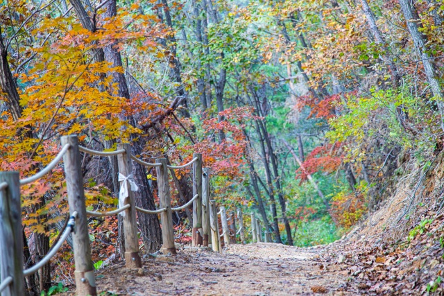 ▲ 다양한 프로그램을 즐길 수 있는 ‘양평 국립양평치유의숲’ ⓒ경기관광공사 제공