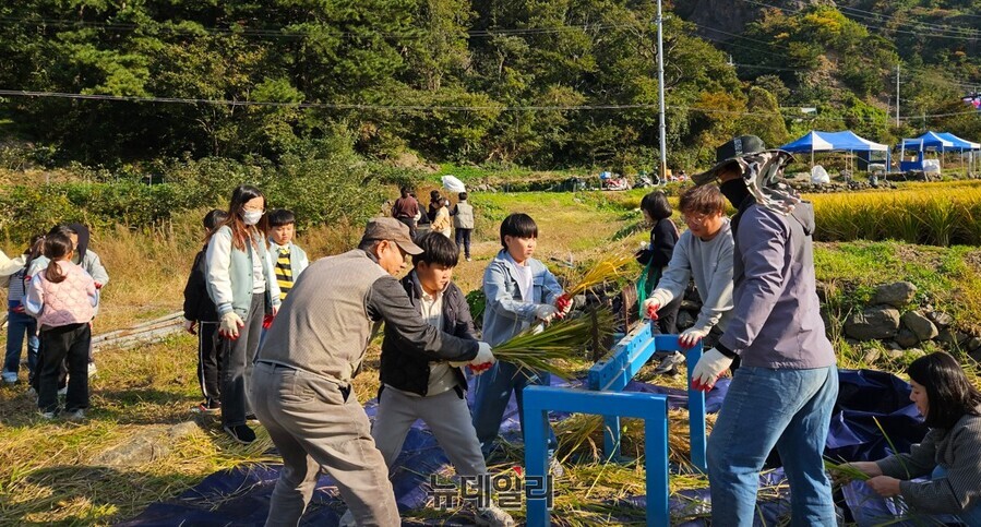 ▲ 울릉저동초등학교 어린이들이 서면 태하리 벼농사 복원 사업지 일원서 열린 벼농사 수확 체험 행사에 참여해 홀태를 사용한 벼이삭에서 낟알을 훑어내고 있다.ⓒ뉴데일리