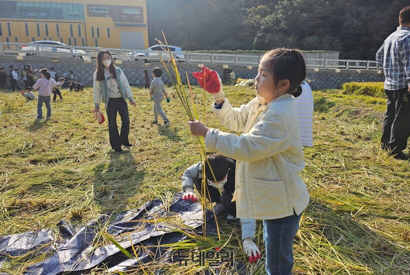 ▲ 체험에 나선 한 어린이가 고사리 같은 손으로 벼 껍질을 벗겨내고 있다.ⓒ뉴데일리