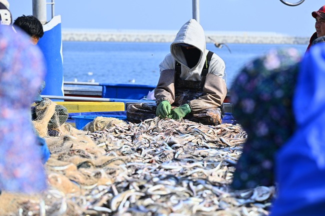 ▲ 양미리 조업 모습. ⓒ속초시