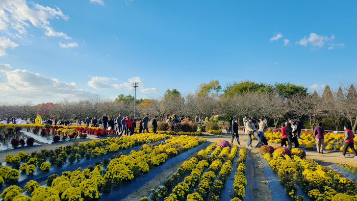 ▲ 인천 서구 드림파크 국화축제를 찾은 시민들이 형형색색의 국화꽃밭을 거닐며 가을 정취를 즐기고 있다.ⓒ수도권매립지관리공사 제공