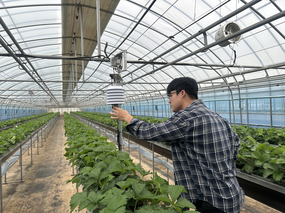 ▲ 함평군, 딸기 스마트팜 육성 앞장…농가소득 향상 효과 톡톡(딸기 농가 컨설팅)ⓒ함평군 제공