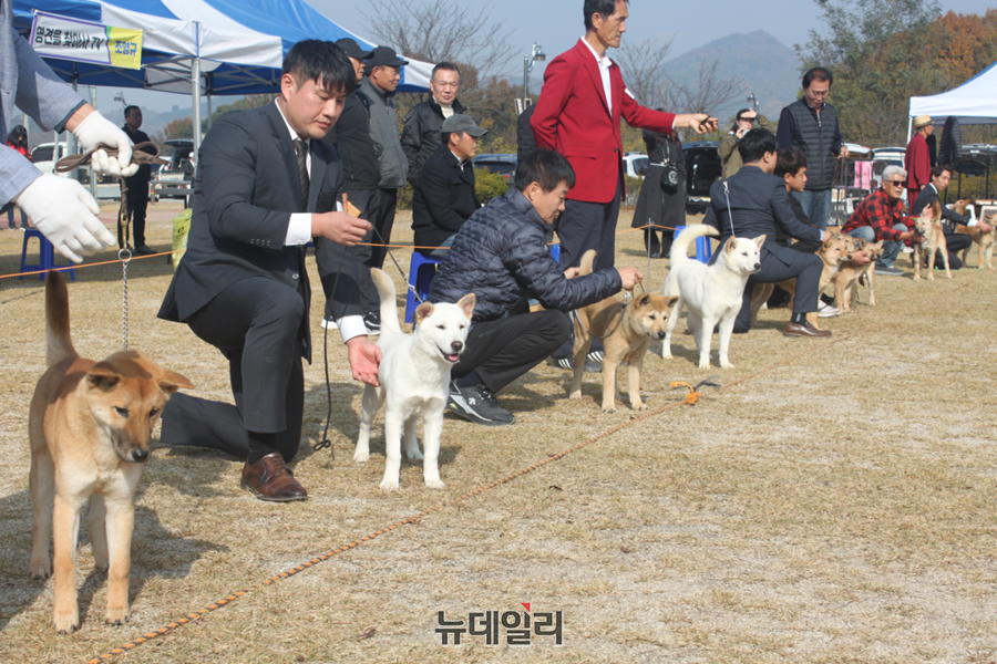 ▲ 9일 충북 청주 가덕체육공원에서 열린‘한국 반려견 페스티벌 KCDA 진돗개 스페셜 티 쇼’에 출전한 진돗개들.ⓒ김정원 기자
