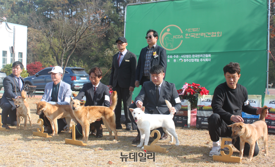 ▲ ‘한국 반려견 페스티벌 KCDA 진돗개 스페셜 티 쇼’에 출전한 진돗개와 견주들.ⓒ김정원 기자