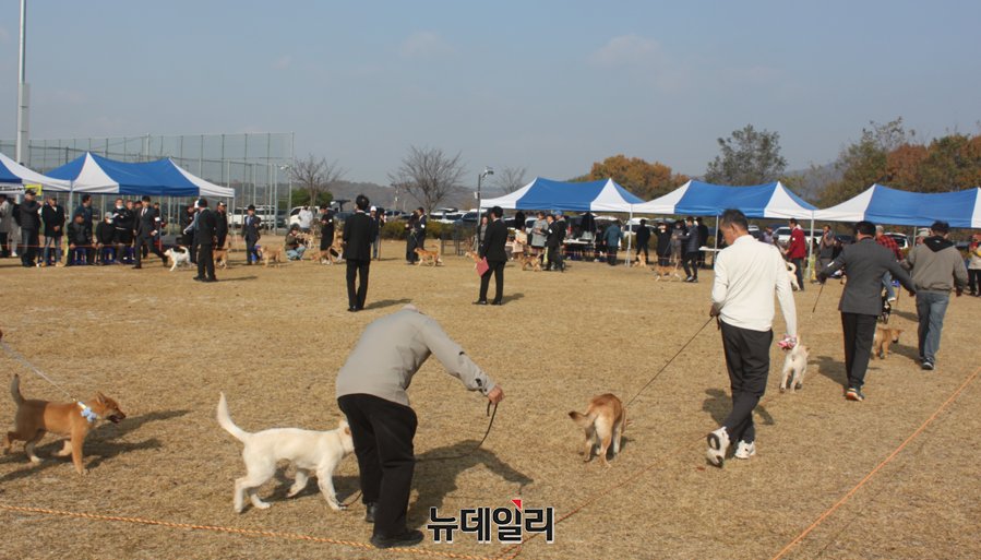 ▲ 9일 청주 가덕체육공원에서 열린‘한국 반려견 페스티벌 KCDA 진돗개 스페셜 티 쇼’모습.ⓒ김정원 기자