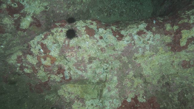 ▲ 복원사업 작업 후 모습. ⓒ강릉시