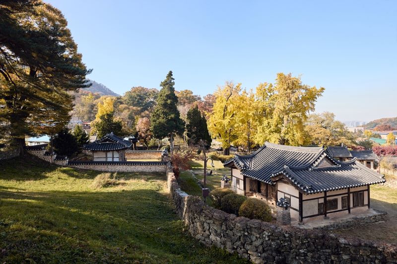 ▲ 맹사성이 직접 심었다고 전해지는 650년 된 은행나무 ‘쌍행수’가 노랗게 물들어 있는 맹씨행단.ⓒ아산시