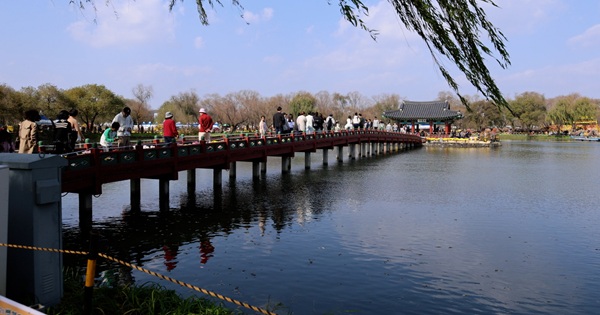▲ 가을빛이 가장 깊어진 순간, 부여 궁남지는 국향으로 숨결을 달리했다. ⓒ부여군