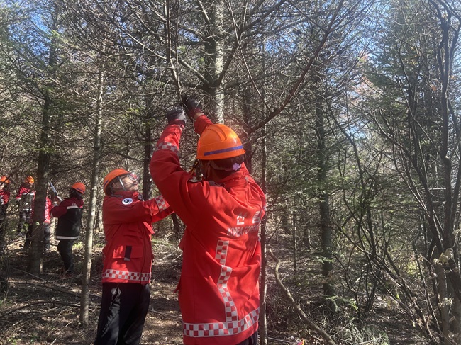 ▲ 최수천 동부지방산림청장(왼쪽)이 분비나무 가지치기를 하고 있는 모습. ⓒ동부지방산림청