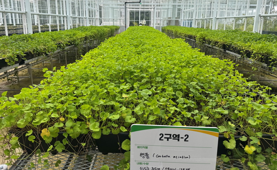 ▲ 전라남도산림연구원은 화장품·식품·의약소재 등 고부가가치 산업에 활용 가능한 산림바이오 소재 ‘병풀(Centella asiatica)’을 대상으로 신품종 출원과 재배 매뉴얼 개발 연구를 본격 추진ⓒ전라남도 제공