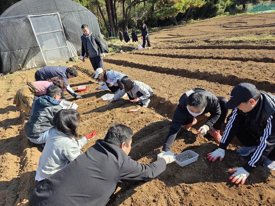 ▲ 충남도 대변인실 직원들이 예산군 봉산면 한 농가에서 마늘을 심고 있다.ⓒ충남도