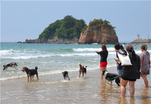 ▲ 충남 태안군 반려동물 프로그램 ⓒ연합뉴스