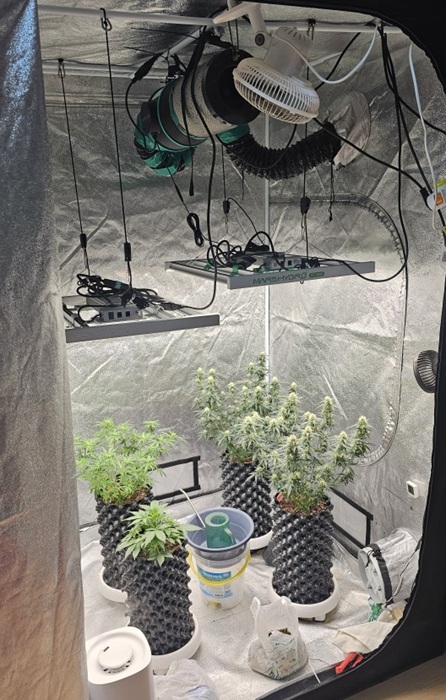 ▲ 대마재배 현장의 모습.ⓒ충북경찰청