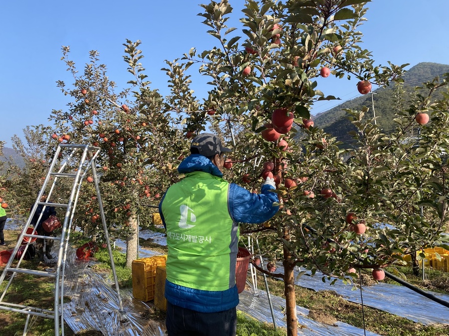 ▲ 이번 봉사활동에는 청아람봉사단과 길안면 행정복지센터 관계자 등 16명이 참여해 사과 수확과 선별 작업을 지원하며 농가의 일손 부담을 덜었다.ⓒ대구도시개발공사
