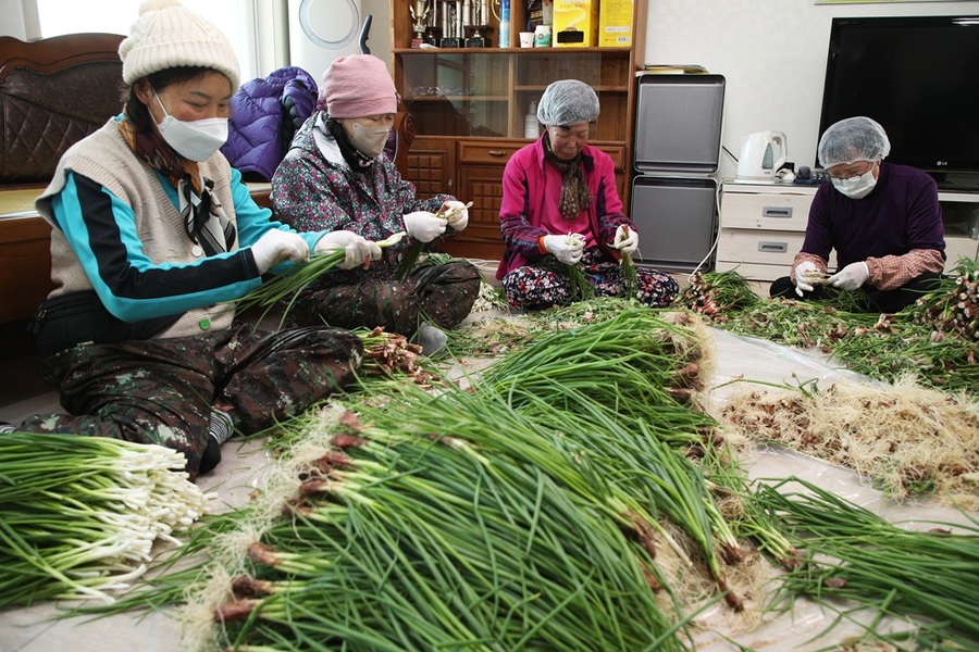 ▲ 충북도 ‘일하는 밥퍼’ 사업 참여자들이 농산물 손질 작업을 하고 있다. ⓒ충북도