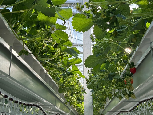 ▲ 스마트팜 내부 모습. ⓒ양구군