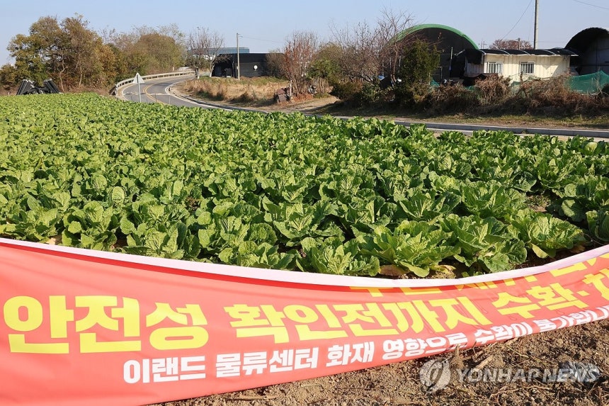 ▲ 19일 오전 충남 천안시 동남구 풍세면 풍세산업단지 내 이랜드패션 물류센터 인근 배추밭이 화재로 날아든 분진으로 피해를 봤다. ⓒ연합뉴스