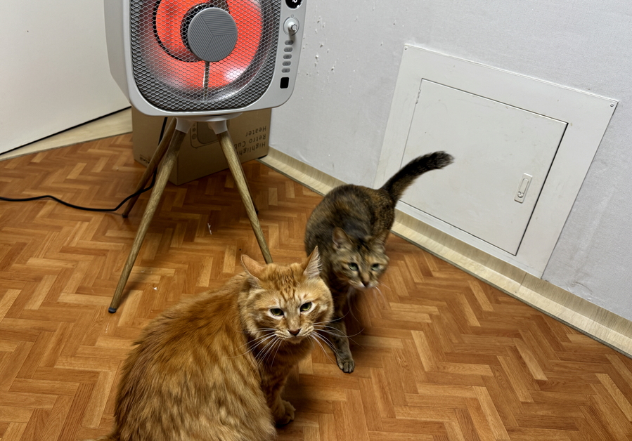 ▲ 제품을 체험하고 있는데 따뜻함을 느껴서 인지 고양이들이 다가왔다. ⓒ김재홍 기자