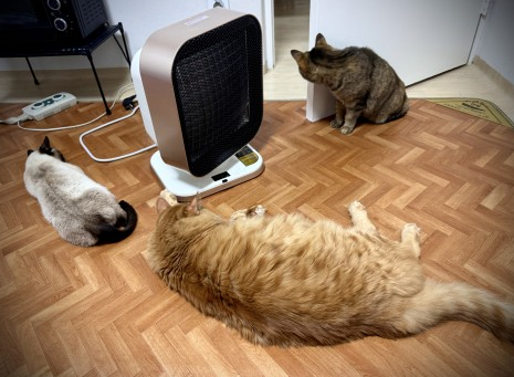 ▲ 작년에 히터를 틀자 고양이들이 몰려온 모습. 당시 기억은 이번 체험의 이유 중 하나였다.ⓒ김재홍 기자