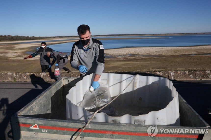 ▲ 조류 사체를 처리하는 환경 당국 직원. /로이터=연합뉴스