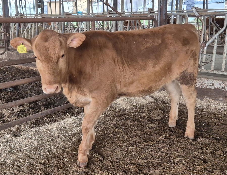 ▲ 지난 19일 열린 ‘2025년 충남 좋은가축 선발 경진대회’ 암송아지 부문에서 충남도 축산기술연구소가 생산·보급한 수정란 이식 개체가 최우수상을 받았다.ⓒ충남도