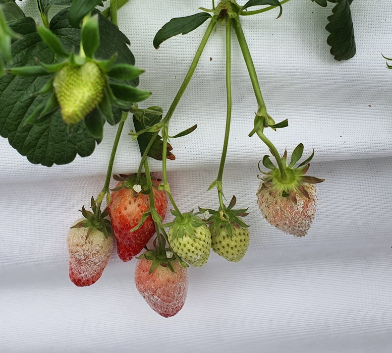 ▲ 딸기 흰가루병.ⓒ충남도