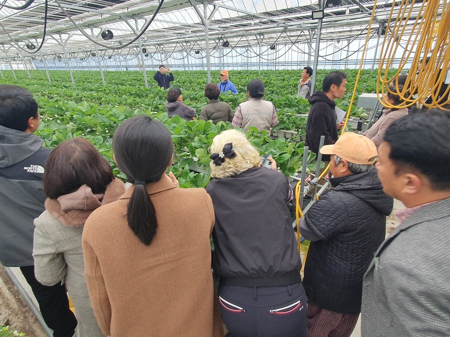 ▲ 함평군, 전남 TOP 딸기 경영모델 실용화 사업 연시회 성료ⓒ함평군 제공